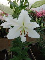 [3496 PO18 Celsa No02.JPG]